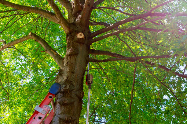 Emergency Storm Tree Removal in La Grange Park, IL